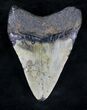 Bargain Megalodon Tooth - North Carolina #20713-2